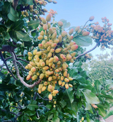 Santa Barbara Organic Pistachios Orchard Photo | Pistachios on Tree